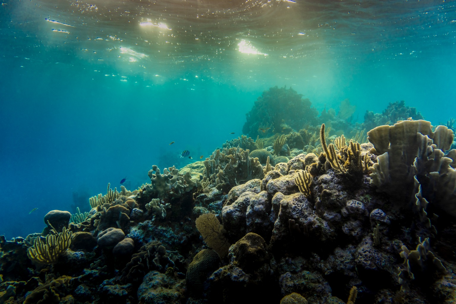 Cómo elegir películas educativas — Documentales sobre ciencia y naturaleza para mentes curiosas